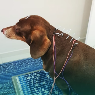 Acupuntura Veterinária