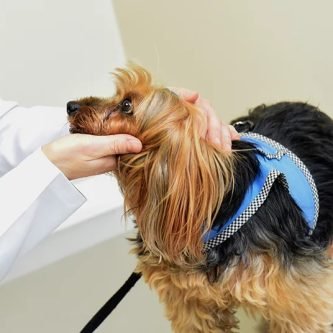 Endocrinologia Veterinária