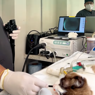 Endoscopia