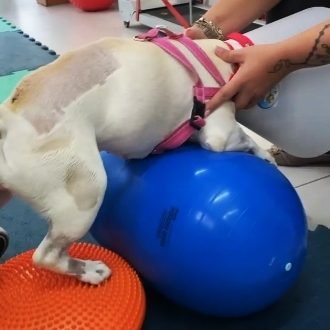 Fisioterapia Veterinária