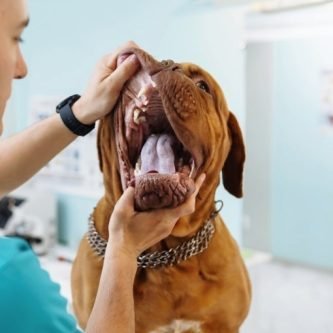 Gastrologia Veterinária