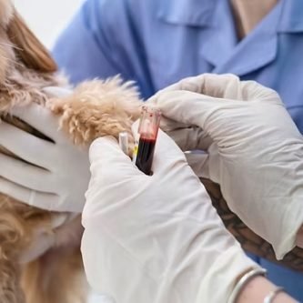 Hemologia Veterinária