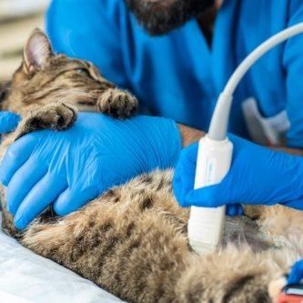 Nefrologia Veterinária