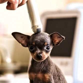 Neurologia Veterinária