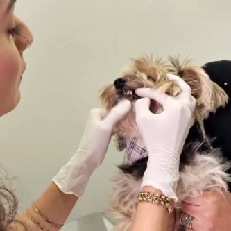 Odontologia veterinária