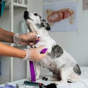 Oncologia Veterinária