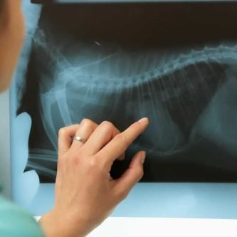 Raio-X Veterinário