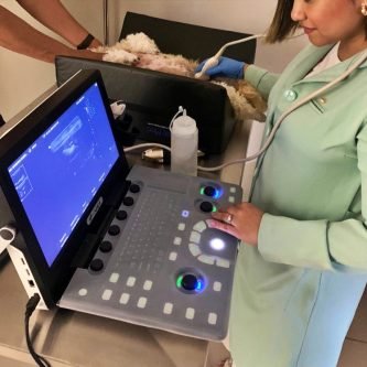 Ultrassom Veterinário